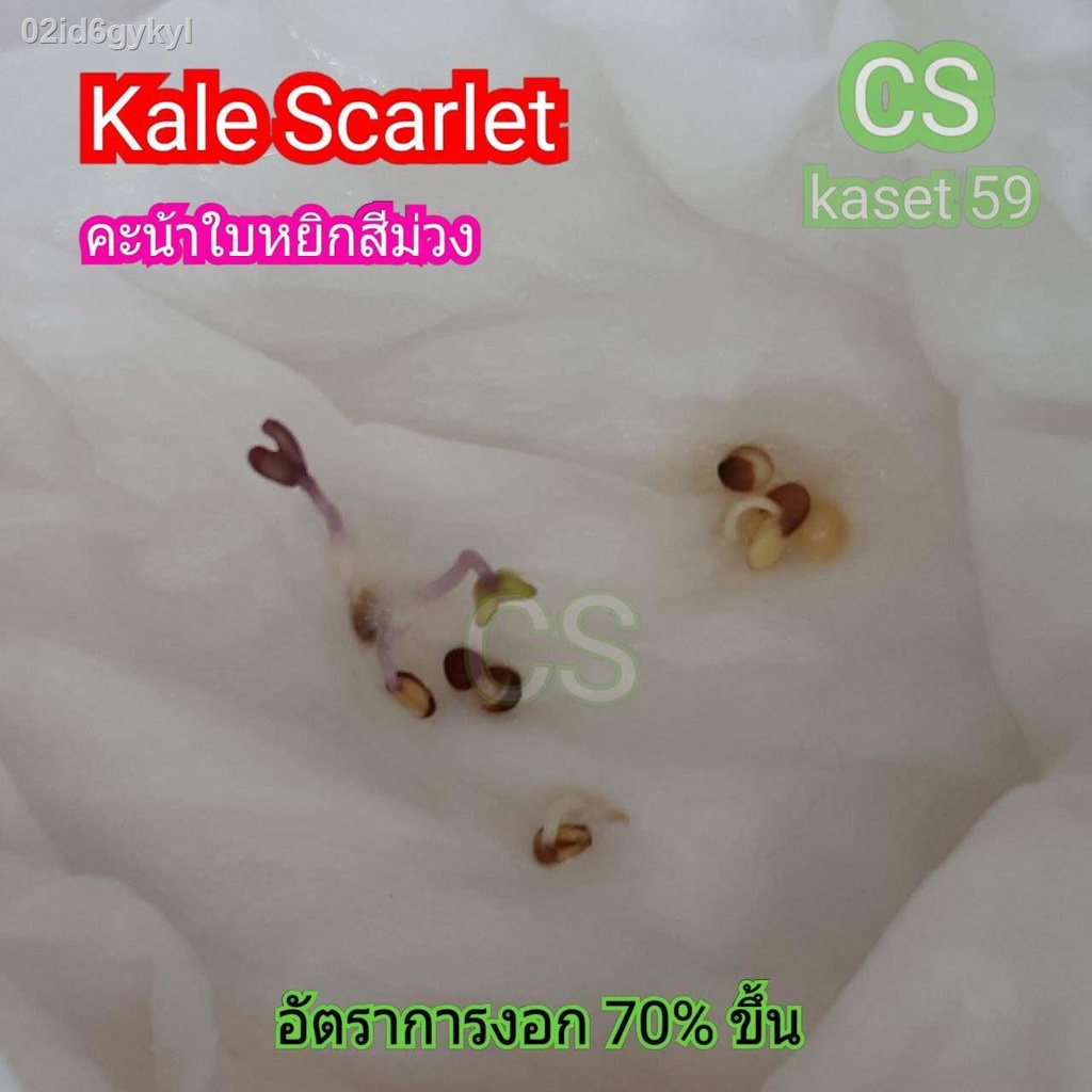 kale-scarlet-คะน้าใบหยิกสีม่วง-นำเข้าจากฮอลแลนด์-เมล็ดคุณภาพ-อัตราการงอกสูง-70-ขึ้น-ซองละ-18-22-เมล็ด