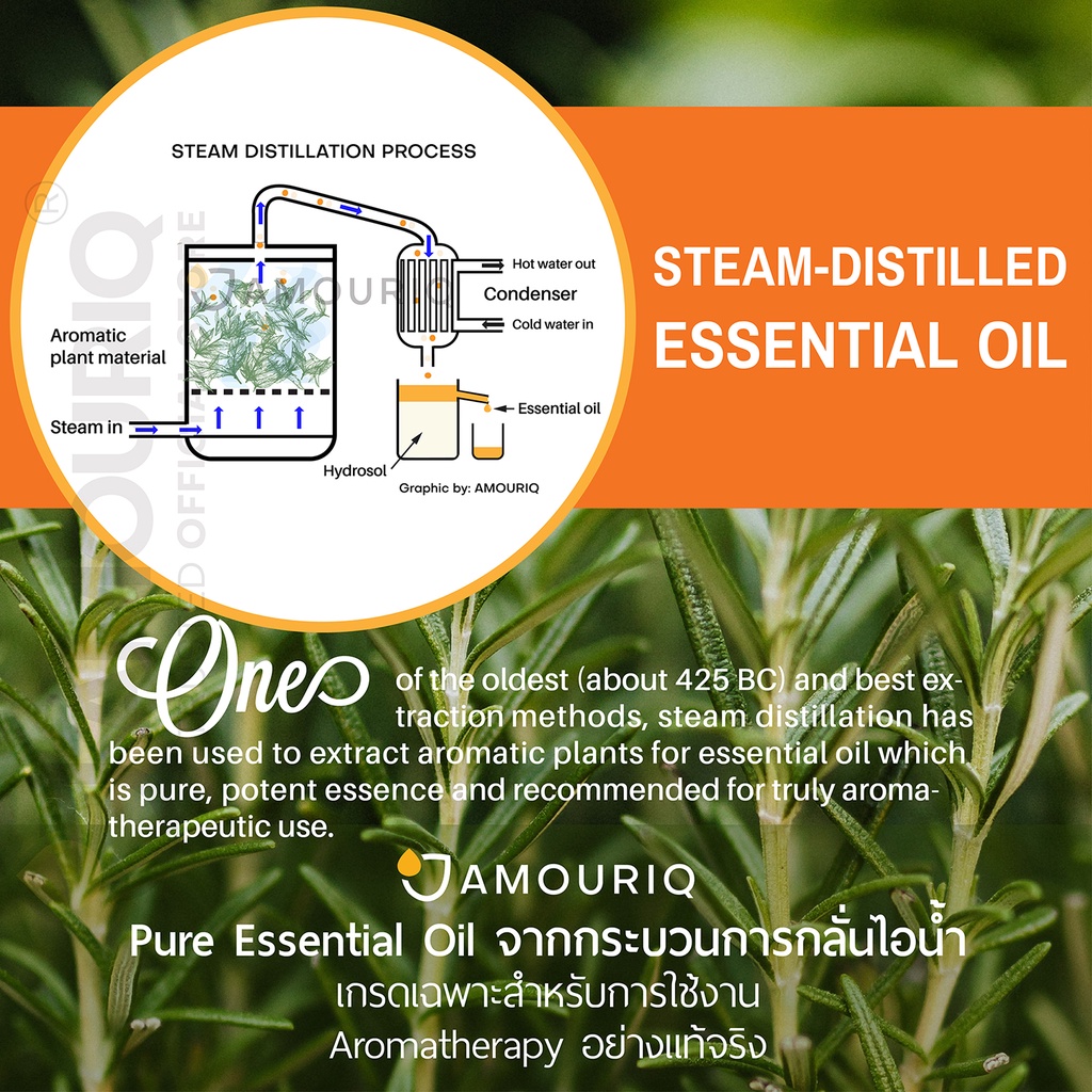 amouriq-france-clove-bud-essential-oil-steam-distilled-100-pure-นํ้ามันหอมระเหย-กานพลู-ฝรั่งเศส-ดอกกานพลู-กลั่นไอน้ำ