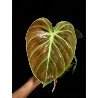 philodendron(elchocored)🔥ไม้สวยราคาถูก🔥