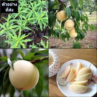 (1ต้น) ต้น ลูกพีชขาว Ice Peaches peach ต้นลูกพีชขาว ต้นพีชขาว ต้นพีช พีช ขาว / พิสุทธิ์
