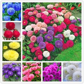 （คุณภาพสูง เมล็ด）ลดราคา！200 เมล็ด Chrysanthemum เมล็ดพันธุ์ดอกเบญจมาศ เมล็ดดอกไม้ flower seed/ง่าย ปลูก สวนครัว /มะระ DE