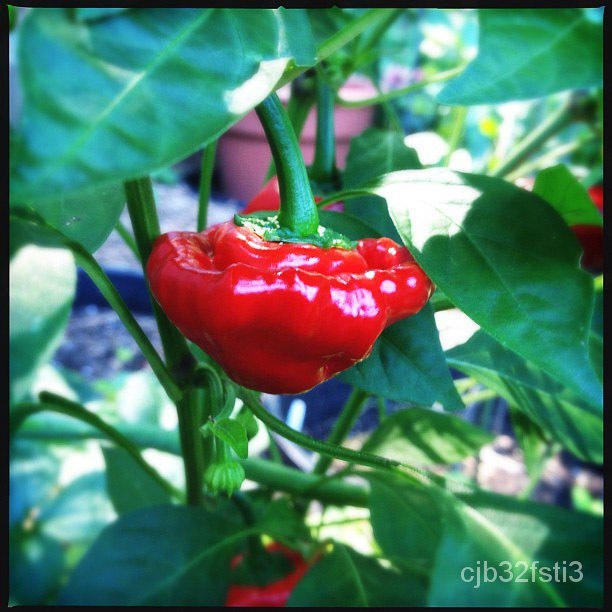 คุณภาพสูง-เมล็ด-เมล็ดพันธุ์-พริกจาไมก้า-สีแดง-red-jamaica-pepper-seed-บรรจุ-20-เมล็ด-คุณภา-ง่าย-ปลูก-สวนครัว-มะระ-qk