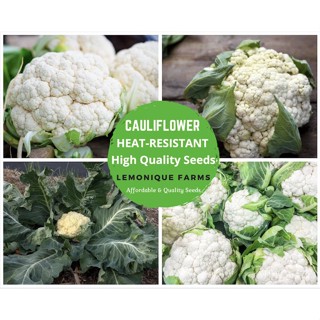 ผลิตภัณฑ์ใหม่ เมล็ดพันธุ์ จุดประเทศไทย ❤Cauliflower seeds (heat resistant)เมล็ดอวบอ้วน 100% รอคอยที่จะให้ความสนใ/ต้นอ่อน