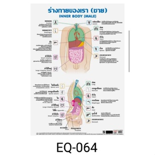 ร่างกายของเราชาย EQ 064 โปสเตอร์สื่อการสอนหุ้มพลาสติก ขนาด 50 * 70 cm