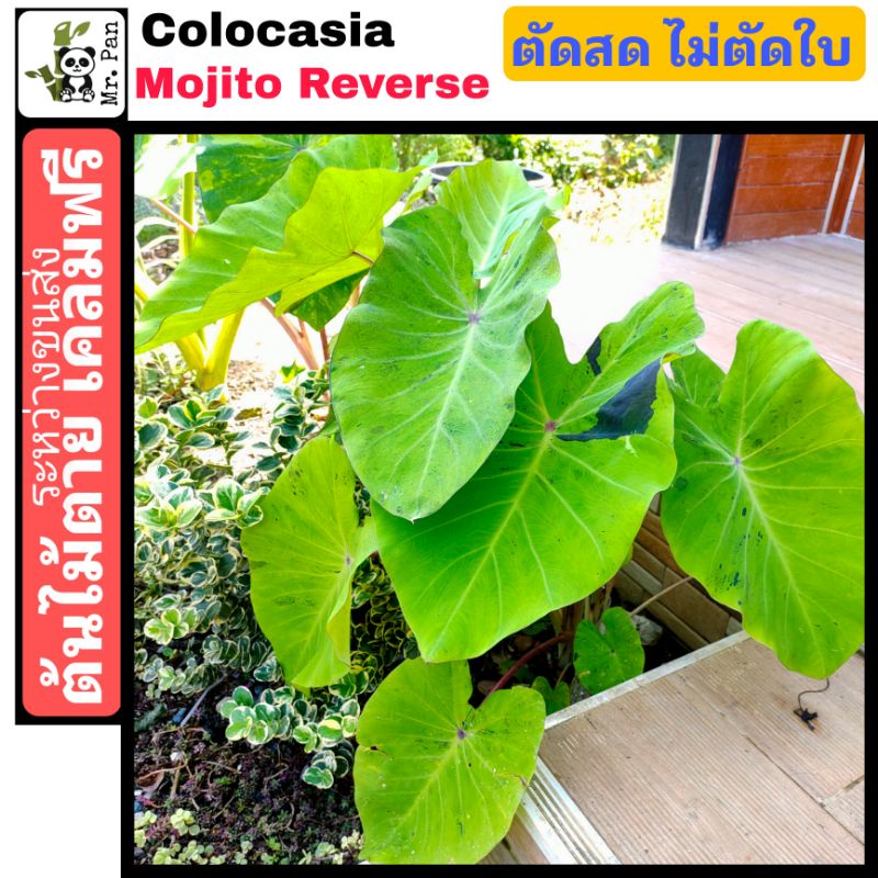 colocasia-mojito-reverse-ตัดสดไม่ตัดใบ-โคโลคาเซีย-โมจิโต้-รีเวิร์ส