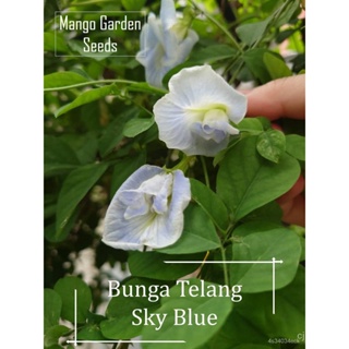 ผลิตภัณฑ์ใหม่ เมล็ดพันธุ์ จุดประเทศไทย ❤Sky Blue Butterfly Pea Flower Seeds - 3 Seed *Double Petal* Bunga Telang/ง่าย ML