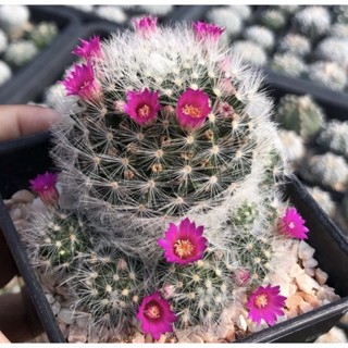 🔥💖🌼Mammillaria Laui USA Clone Lauiโคลนนี้นำเข้าจากUSA🌺ความพิเศษคือสีดอกที่เข้มมาก ชมพูออกบานเย็น แล้วขนคือขาวแบบโอโม่