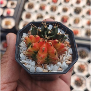 แคคตัสยิมโนมิฮา (Gymnocalycium mihanovichii variegata)