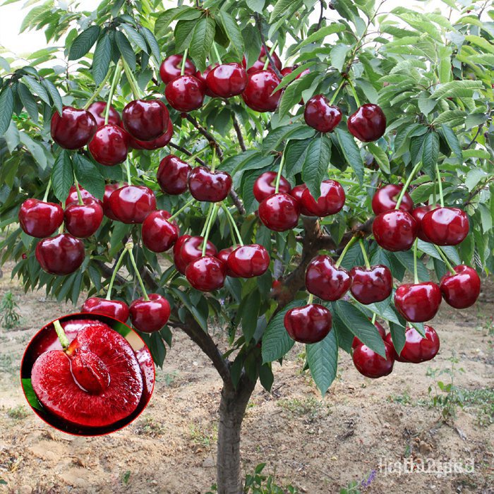 ผลิตภัณฑ์ใหม่-เมล็ดพันธุ์-จุดประเทศไทย-easy-to-grow-sweet-cherry-seeds-for-planting-30-seeds-per-pack-high-ต้นอ่อน