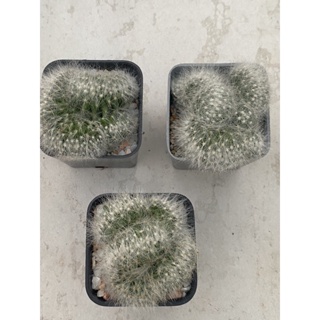 แมมบูมิไอคริสMammillaria Baumii