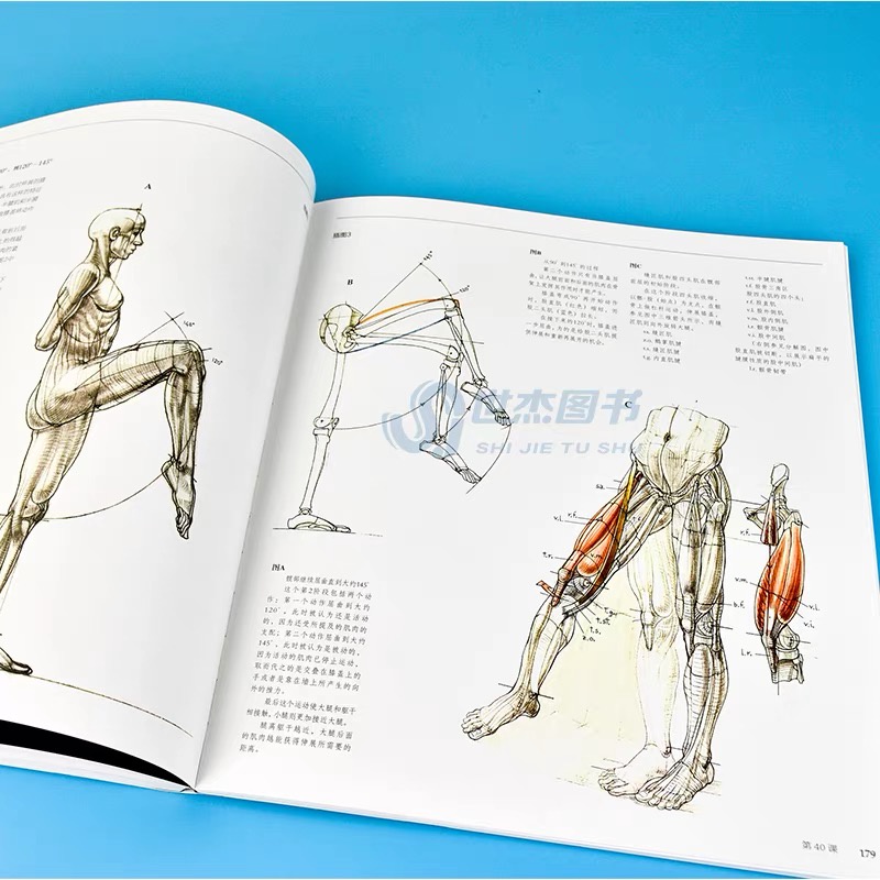 หนังสือสอนวาดรูป-movimento-โครงสร้างร่างกายขณะการเคลื่อนไหว-สอนวาดคน-หนังสือศิลปะ-สอนวาดภาพมนุษย์-แขน-ขา-ศิลปะ-หนังสือ