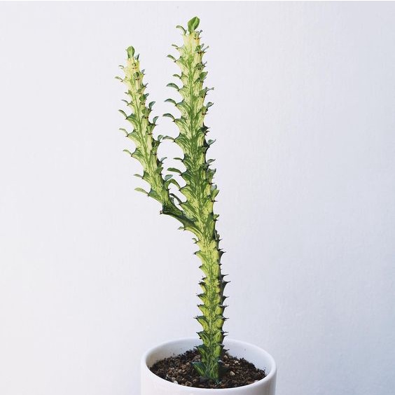 สลัดไดด่าง-euphorbia-trigona-กระถาง-4-5-นิ้ว-ยูโฟเบียด่าง
