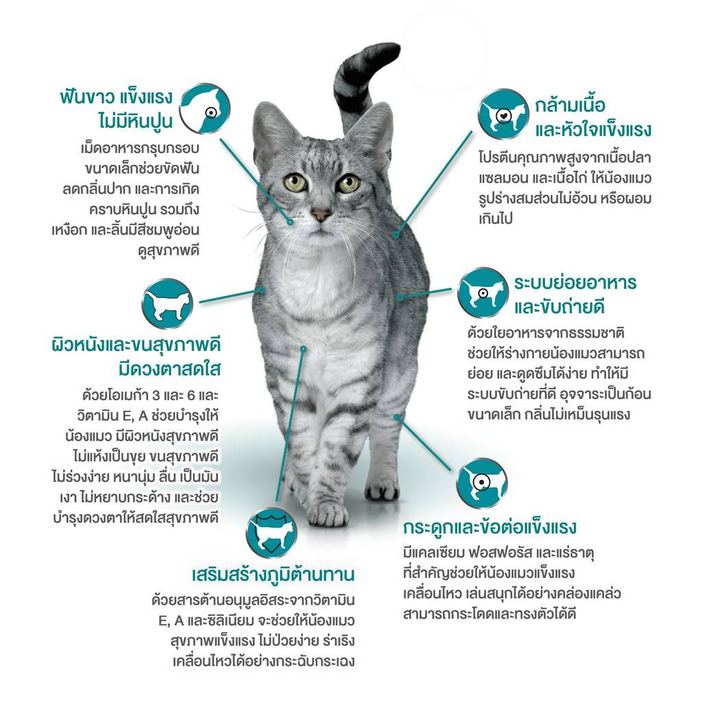 แบ่งขาย-purina-one-อาหารแมว-แบ่งขาย-สูตรแมวเด็ก-lot-ใหม่