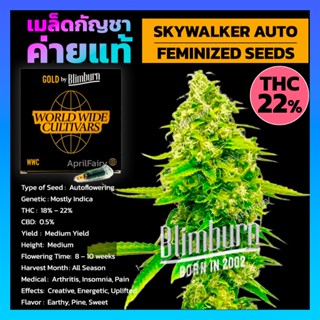 เมล็ดพันธุ์กัญชา SKYWALKER AUTO THC สูง ออโต้ เพศเมีย เมล็ดกัญชานอก เมล็ดค่าย Blimburnseeds รับประกัน แท้100% แบ่งขาย