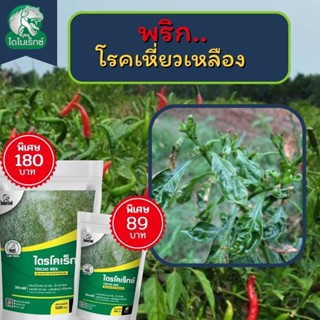 กำจัดเชื้อรา สาเหตุของโรคเหี่ยวเหลือง ในพริก ไตรโคเดอร์มา ไตรโคเร็กซ์ ปลอดภัยต่อคนและสัตว์เลี้ยง 100%