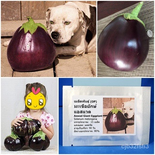 （คุณภาพสูง เมล็ด）เมล็ดพันธุ์ มะเขือยักษ์ แอสแวด (Aswad Giant Eggplant Seed) บรรจุ 15 เมล็ด คุณภาพดี ราคาถูก ของแ/กะเพรา