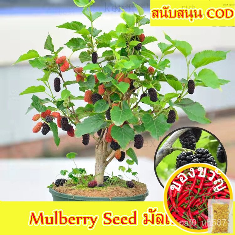 รับประกันสายพันธุ์แท้ 100 ปลูกง่าย Mulberry Seed มัลเบอร์รี่ (300PCS