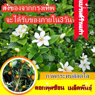 （คุณภาพสูง เมล็ด）ดอกพุดซ้อน 100 เมล็ด Gardenia Seeds Flower Seed เมล็ดพันธุ์แท้ ต้นไม้มงคล ต้/งอก ปลูก/งอกครัว /งอก HYWW