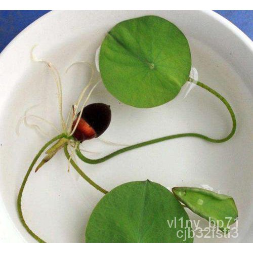 ผลิตภัณฑ์ใหม่-เมล็ดพันธุ์-จุดประเทศไทย-5-seeds-sd007-sapphire-bowl-lotus-seedsเมล็ดอวบอ้วน-100-รอคอยที่จะให้ค-ง่าย-7q