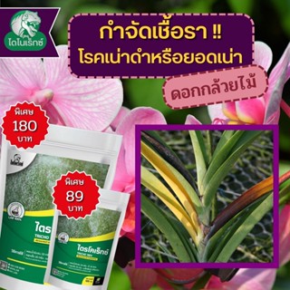 กำจัดเชื้อรา สาเหตุของโรคเน่าดำหรือยอดเน่า ในดอกกล้วยไม้ ไตรโคเดอร์มา ไตรโคเร็กซ์ ปลอดภัยต่อคนและสัตว์เลี้ยง 100%