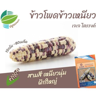 （คุณภาพสูง เมล็ด）ข้าวโพดข้าวเหนียวไตรรงค์ (Waxy Corn)​/ง่าย ปลูก สวนครัว เมล็ด/ง่าย BKJF