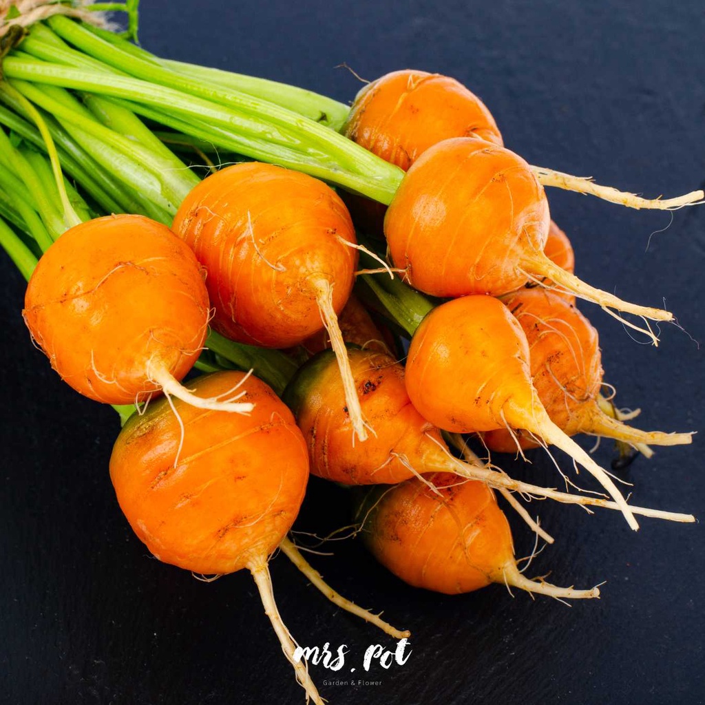 เมล็ดแครอท-parisian-carrot-นำเข้าจากสหรัฐอเมริกา