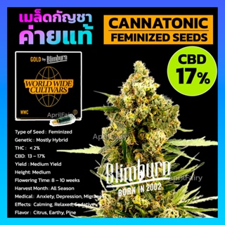 เมล็ดพันธุ์กัญชา Cannatonic Feminised Cannabis Seeds เพศเมีย เมล็ดกัญชานอก เมล็ดค่าย Blimburn แท้100% แบ่งขาย