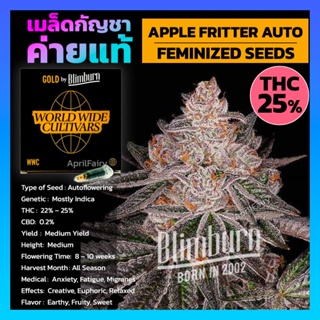 เมล็ดพันธุ์กัญชา Apple Fritter Auto Feminised Cannabis Seeds เพศเมีย เมล็ดกัญชานอก เมล็ดค่าย Blimburn แท้100% แบ่งขาย