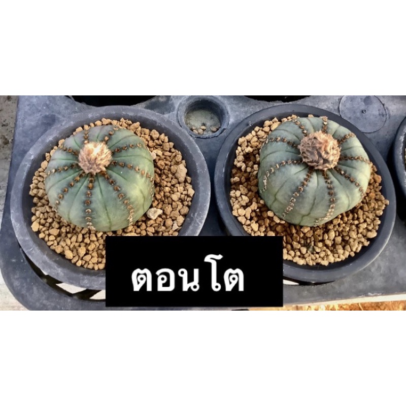 แคคตัส-แฟเรีย-คัตตาเนีย-ไนเทนส์-ขายต้นละ60บาท