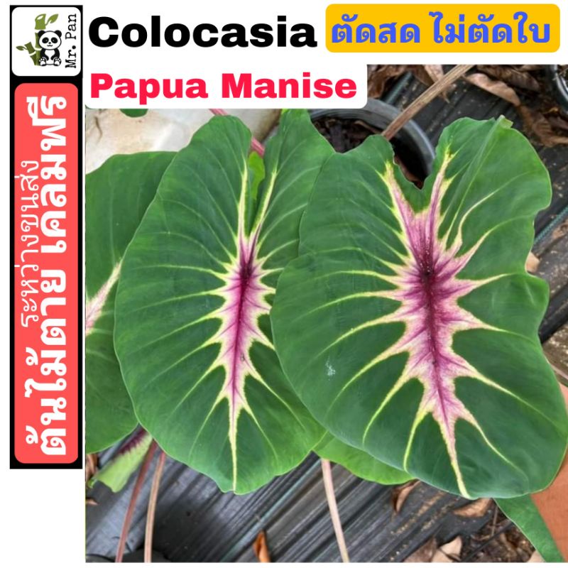 colocasia-papua-manise-ตัดสดไม่ตัดใบ-โคโลคาเซีย-ปาปัว-เเมนิส