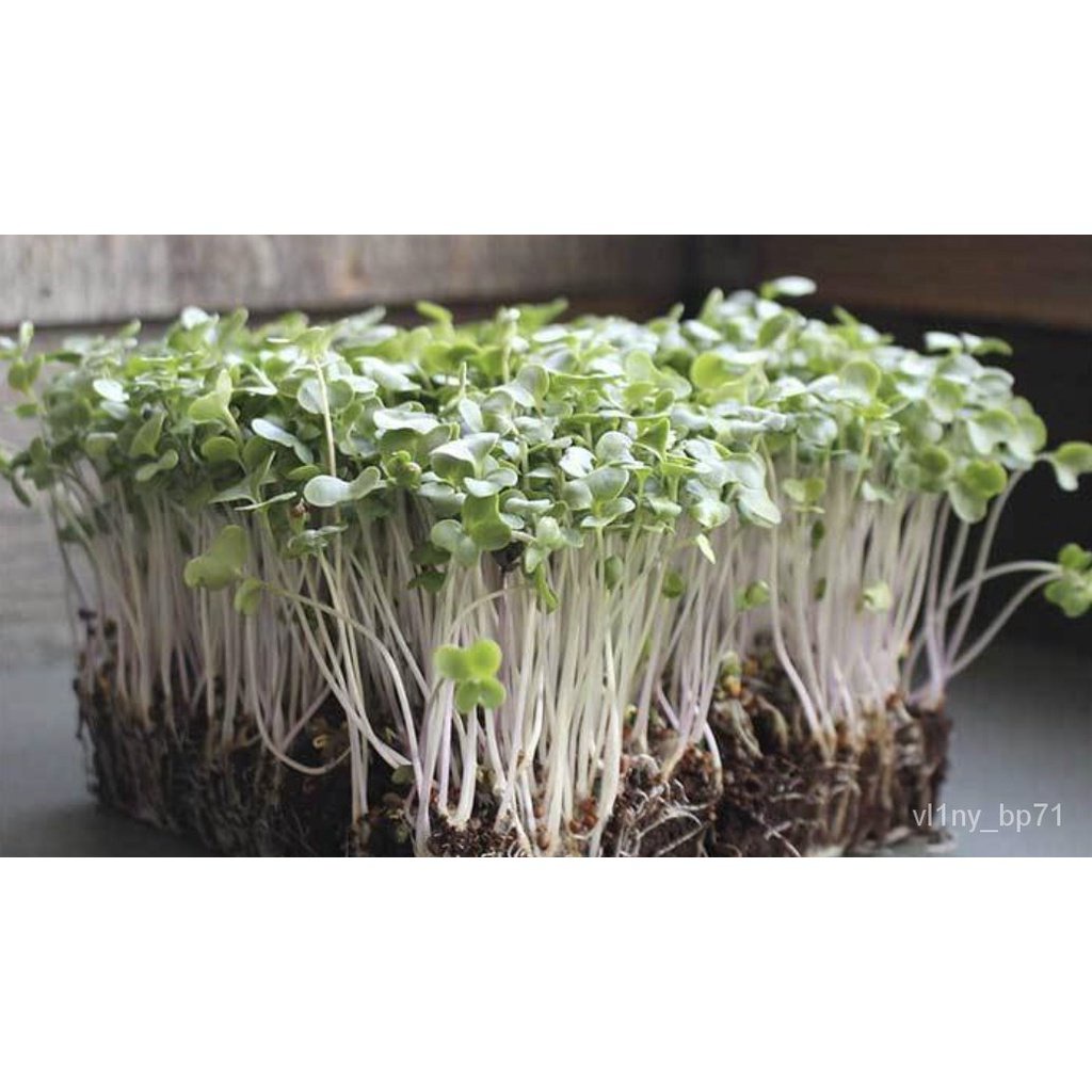 เมล็ดพันธุ์-ใหม่-สายพันธุ์-จุดประเทศไทย-microgreens-seeds-set-b-high-quality-microgreens-sprout-seeds-non-gmo-m-กะเพรา