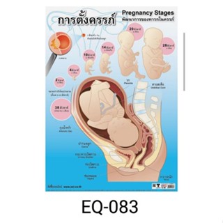 การปฏิสนธิ EQ 082 โปสเตอร์สื่อการสอนหุ้มพลาสติก ขนาด 50 * 70 cm