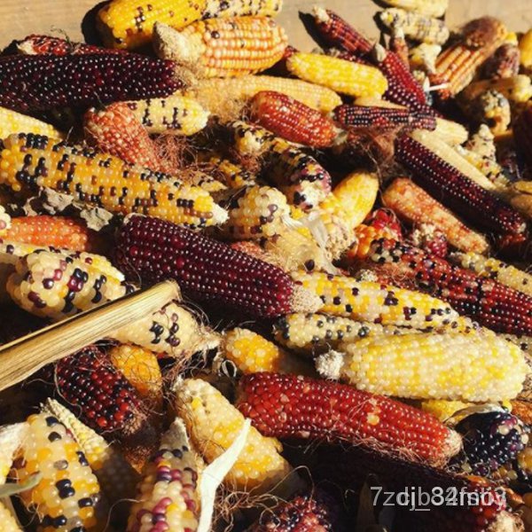 ผลิตภัณฑ์ใหม่-เมล็ดพันธุ์-สปอตสินค้า-เมล็ดอวบอ้วนแท้100-corn-seeds-amp-edible-colored-corn-seeds-vegetable-plant-ต้นอ่อน
