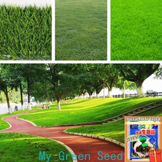 หญ้าสนามหญ้า（Grass Seed Lawn Seeds）200เมล็ดพันธุ์คุณภาพ เมล็ดพันธุ์ ไม้ประดั/งอก ปลูก/งอกครัว เมล็ด/งอก UGJX
