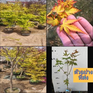 (1ต้น) เมเปิ้ล Maple Tree yellow ต้นเมเปิ้ล สี เหลือง สีเหลือง เมเปิ้ลเหลือง สวีสดรีม sweet dream บอนไซ