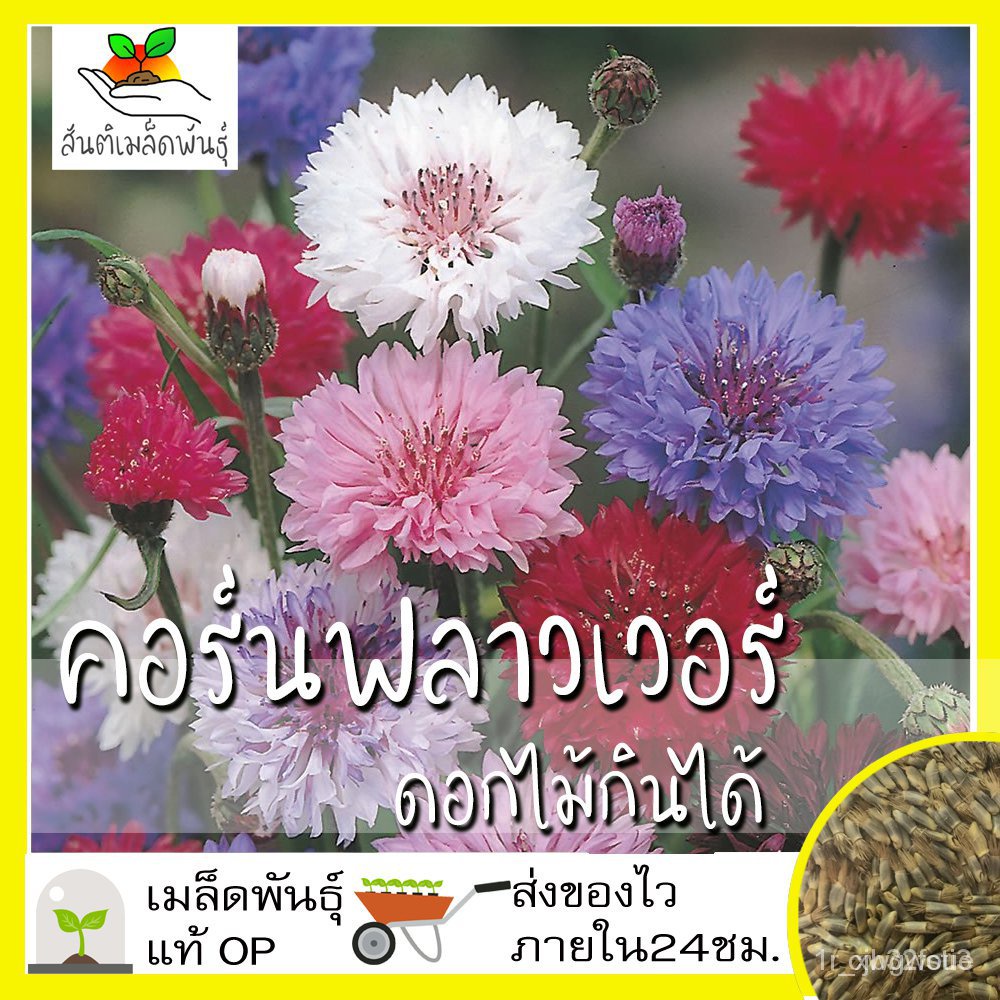 ผลิตภัณฑ์ใหม่-เมล็ดพันธุ์-เมล็ดพันธุ์คุณภาพสูงในสต็อกในประเทศไทย-พร้อมส่งเมล็ดอวบอ้วน-ชุดดอกไม้กินได้-สายพันธุ์-งอก-o4q