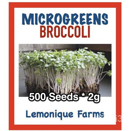 เมล็ดพันธุ์-ใหม่-สายพันธุ์-จุดประเทศไทย-microgreens-seeds-set-b-high-quality-microgreens-sprout-seeds-non-gmo-m-กะเพรา