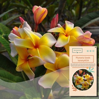 ผลิตภัณฑ์ใหม่ เมล็ดพันธุ์ จุดประเทศไทย ❤Big Flower Yellow with Pink edge Color Kalachuchi Seeds, Plumeria Seeds /งอก S5E