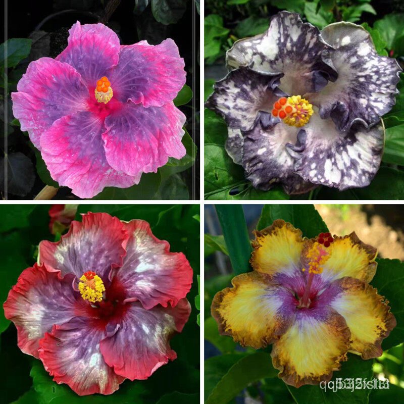 ผลิตภัณฑ์ใหม่-เมล็ดพันธุ์-2022อัตรางอกสูง-เมล็ดบอนสีสวยๆ-mixed-colors-hibiscus-flower-seeds-บรรจุ-100-เมล็ด-ง่าย-j7