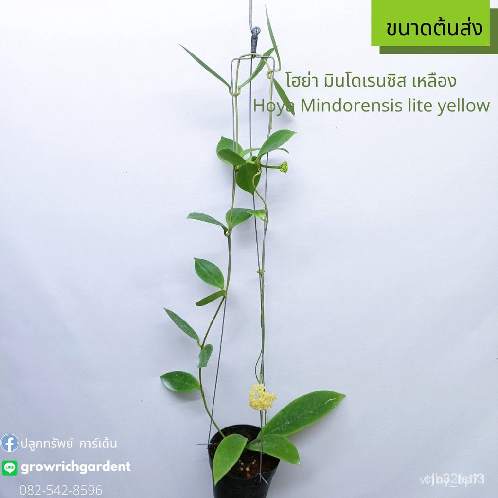 ผลิตภัณฑ์ใหม่-เมล็ดพันธุ์-จุดประเทศไทย-ต้นโฮย่า-มินโดเรนซิส-hoya-mondodrensis-red-amp-lite-yellowเมล็ดอวบอ้วน-100-กะเพรา