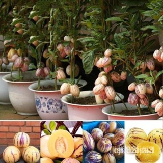 ผลิตภัณฑ์ใหม่ เมล็ดพันธุ์ 2022ปลูกง่าย ปลูกได้ทั่วไทย ของแท้ 100% เมล็ดอวบอ้วน 30เมล็ด Pepino Melon Seeds Ginsen ค/ง่าย