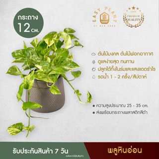 พลูหินอ่อน พลูราชินี (L) Epipremnum aureum ต้นไม้ฟอกอากาศ ต้นไม้น้ำ ไม้เลื้อย ใบสวย เลี้ยงง่าย ต้นไม้ ประดับตกแต่งบ้านแล