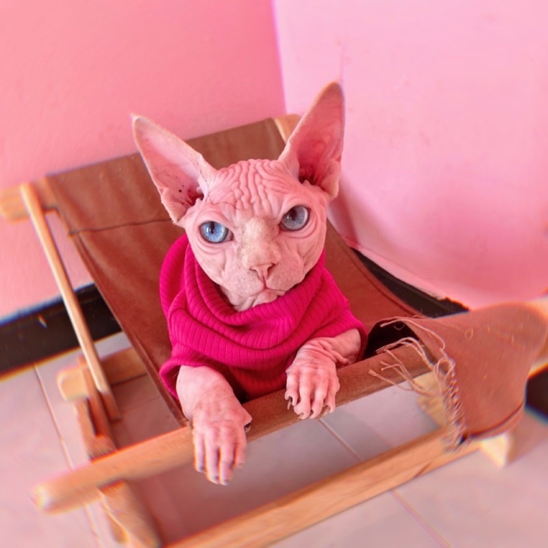 ภาพหน้าปกสินค้าLUXURYPETSWEAR เสื้อแมวสฟิงซ์  ผ้าร่องคอเต่าพับได้ ️เพิ่มความอบอุ่น