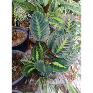 🪴🐘คล้าขุนช้าง calathea lindeniana 🐘🪴 📭ส่งพร้อมกระถาง 8 นิ้ว 📦