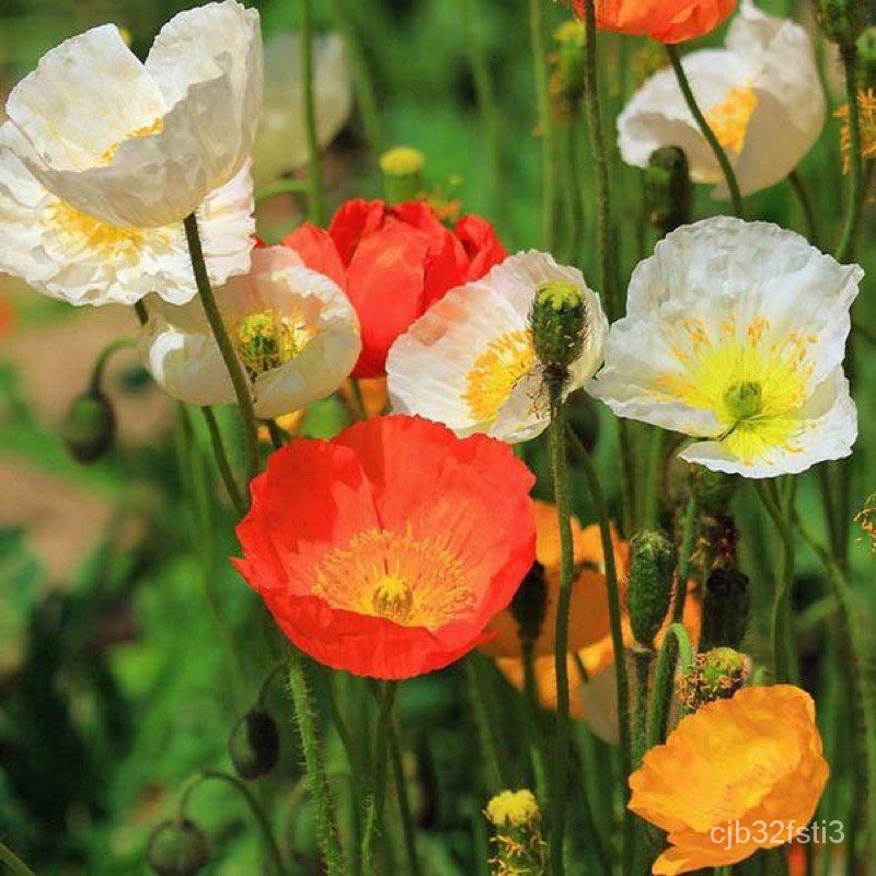 คุณภาพสูง-เมล็ด-เมล็ดพันธุ์-ดอกป็อปปี้-คละสี-poppy-flower-mix-seed-บรรจุ-200-เมล็ด-งอก-ytj7