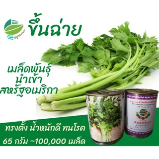 ขึ้นฉ่าย ~ 100,000 เมล็ด 65 กรัม (Chinese​ Celery)​ #คึ่นฉ่าย #คึ่นช่าย #ขึ้/ง่าย ปลูก สวนครัว เมล็ด/ต้นอ่อน MICA