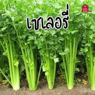 （คุณภาพสูง เมล็ด）เมล็ดพันธุ์ เมล็ดขึ้นฉ๋าย เมล็ดพันธุ์ขึ้นฉ่าย เมล็ดคื่นฉ่าย เซเลอรี่ ขึ้นฉ่า/ง่าย ปลูก สวนครัว /ต้นอ่อน