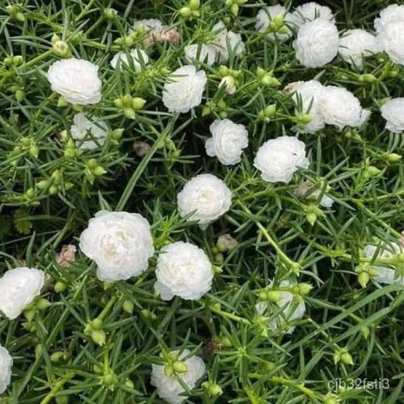 คุณภาพสูง-เมล็ด-เมล็ดพันธุ์-ดอกแพรเซียงไฮ้-ดอกซ้อนะสีขาว-white-portulaca-double-flower-por-ง่าย-ปลูก-สวนครัว-มะระ-nj