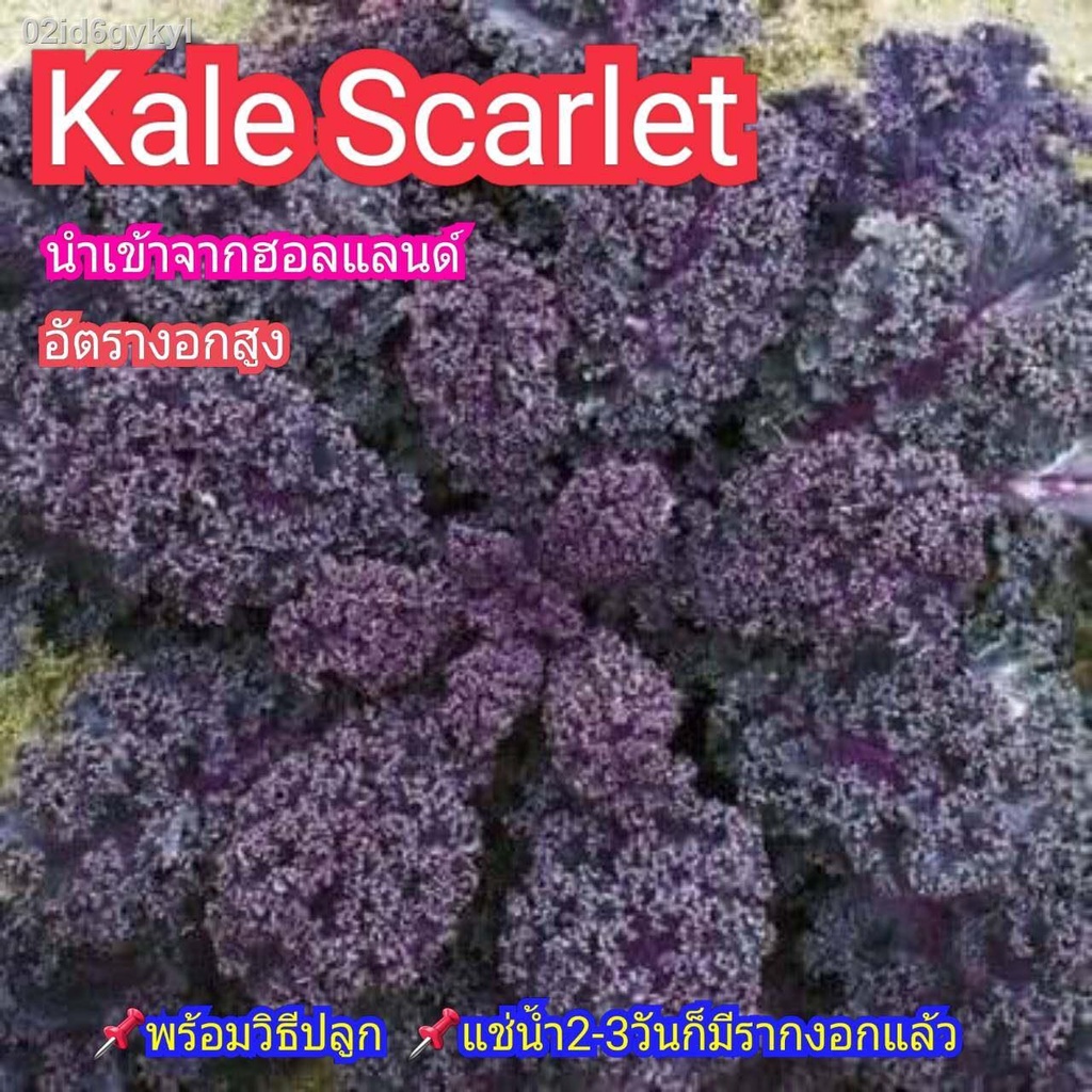 kale-scarlet-คะน้าใบหยิกสีม่วง-นำเข้าจากฮอลแลนด์-เมล็ดคุณภาพ-อัตราการงอกสูง-70-ขึ้น-ซองละ-18-22-เมล็ด