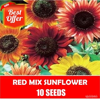 ผลิตภัณฑ์ใหม่ เมล็ดพันธุ์ จุดประเทศไทย ❤Red Mix  SF Seeds - Sunflower Seedsเมล็ดอวบอ้วน 100% รอคอยที่จะให้ความส /ต้นอ่อน